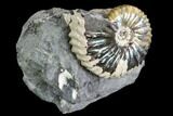 Iridescent Hoploscaphites Ammonite - South Dakota #110569-2